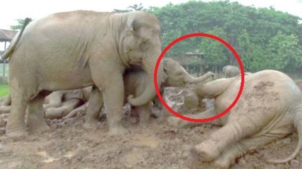 Immer wenn es regnet, reagieren diese Elefanten sehr seltsam. Sie werden überrascht sein!