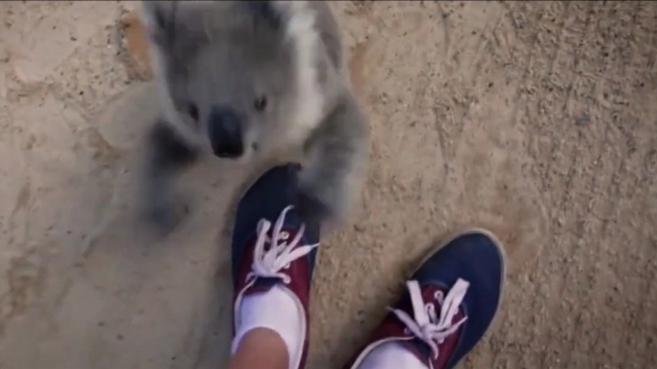 Dieses Koala-Baby möchte mit seinem Lieblingskameramann schmusen.