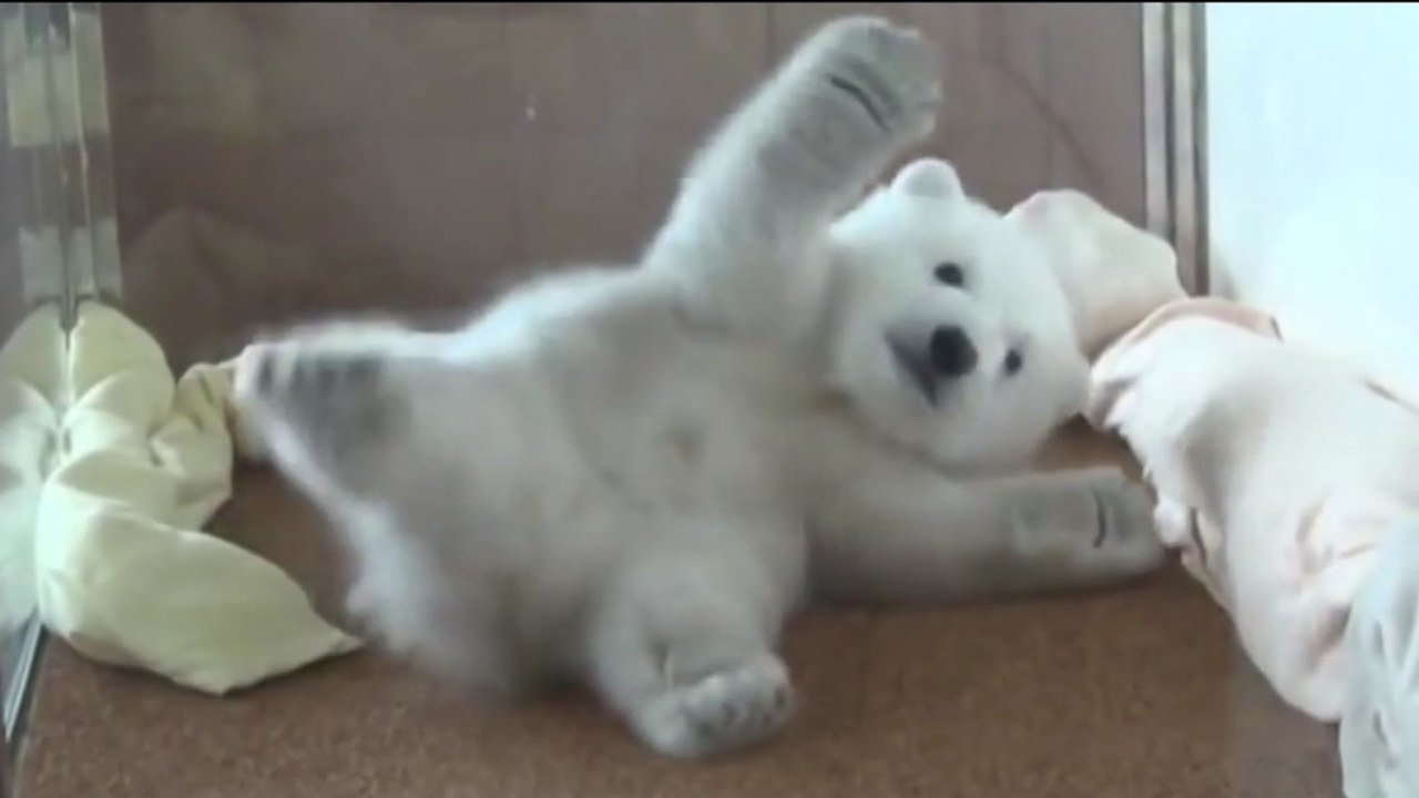 Ein Eisbär-Baby will sich auf den Bauch umdrehen. Aber es läuft nicht ganz so wie geplant …