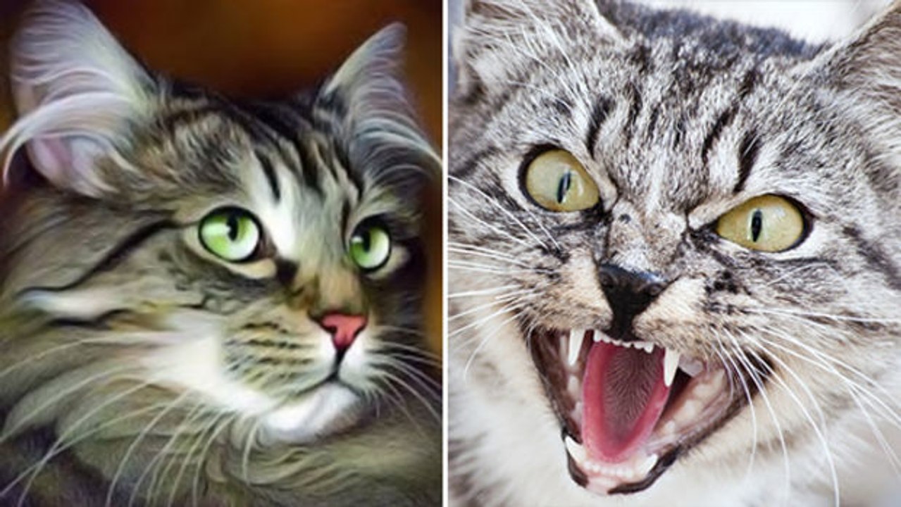 Beeinflusst das Fell einer Katze ihr Aggressivitätsniveau?