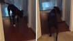 Dieser Hund hat Angst durch Türen durch zu gehen. Aber er hat die ideale Lösung gefunden.