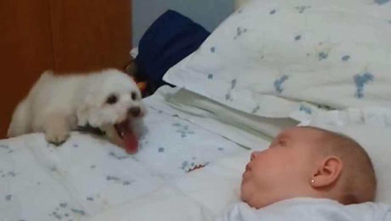 Ein Neuling ist bei der Familie angekommen. Und dieser kleine Hund ist fasziniert von ihm.