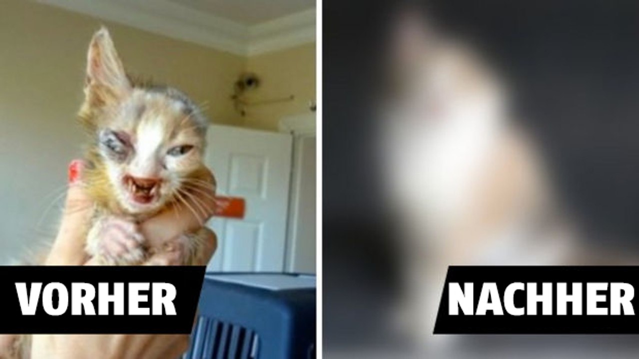 Diese kleine streunende hatte Katze kaum eine Chance auf eine Besserung. Jedoch ist ihre Rettung wunderschön.