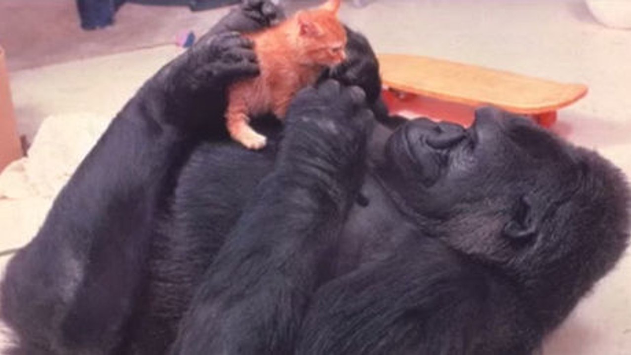 Dieses Gorillaweibchen will unbedingt ein Baby.