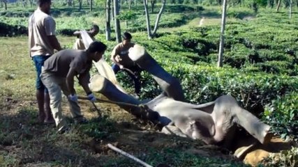 Download Video: Dieser Elefant steckte in einer Rückenlage fest und wurde von Menschen gerettet, die das Unmögliche möglich gemacht haben.