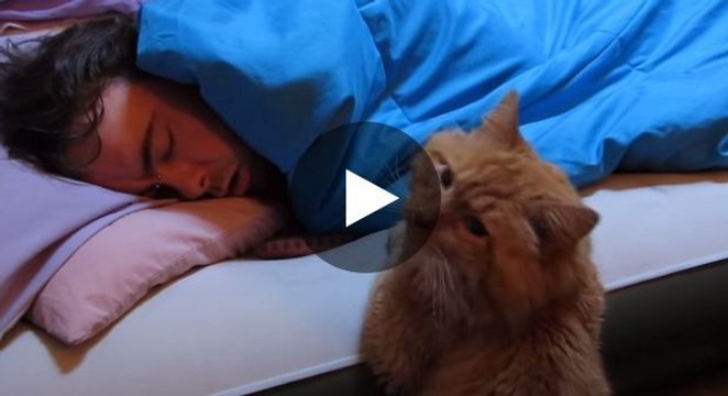 Diese Katze möchte mit ihrem Besitzer spielen... Doch leider schläft der tief und fest!