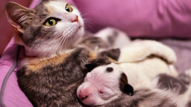 Eine Katze kümmert sich um einen kleinen Welpen.