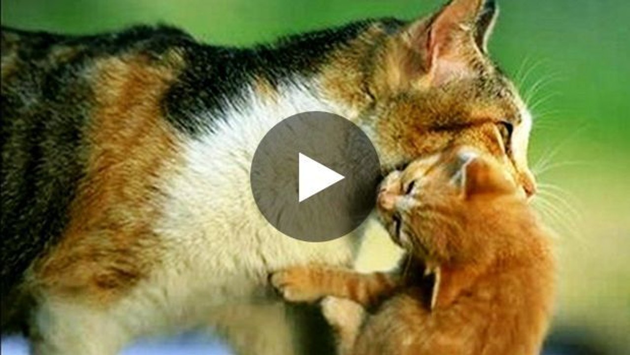 Dieses Kätzchen ist in Gefahr, doch seine Mutter tut alles, um es zu retten.