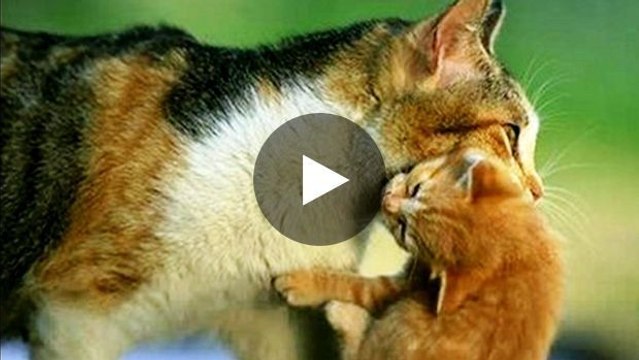 Dieses Kätzchen ist in Gefahr, doch seine Mutter tut alles, um es zu retten.