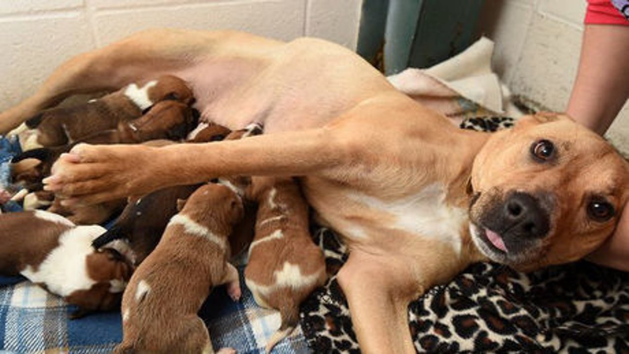 Eine trächtige und verlassene Hündin wurde vom Tierheim gerettet.