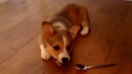Dieser kleine Hund hat große Angst vor diesem Löffel. Sie werden sich totlachen.