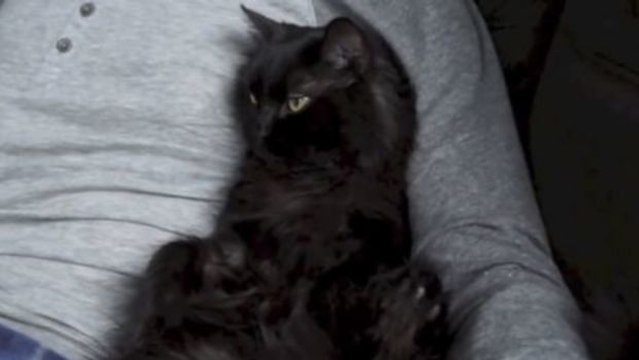 Auf diese Weise zeigt euch eure Katze, dass sie euch liebt