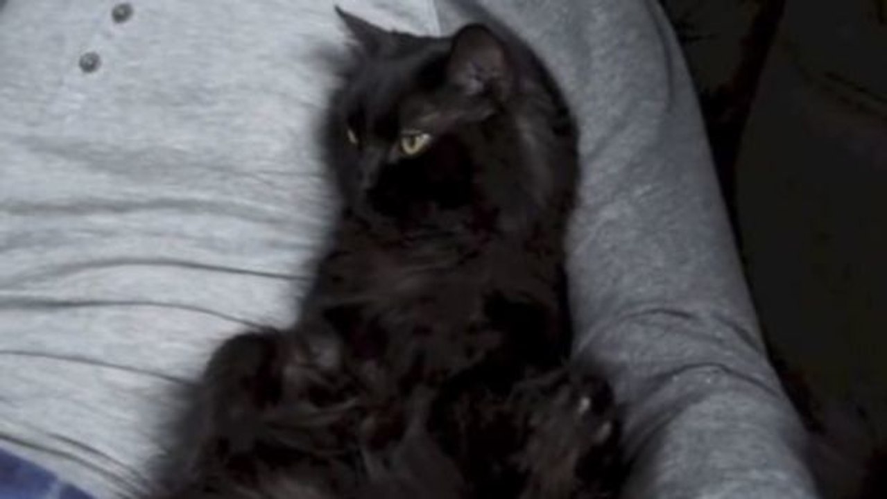 Auf diese Weise zeigt euch eure Katze, dass sie euch liebt