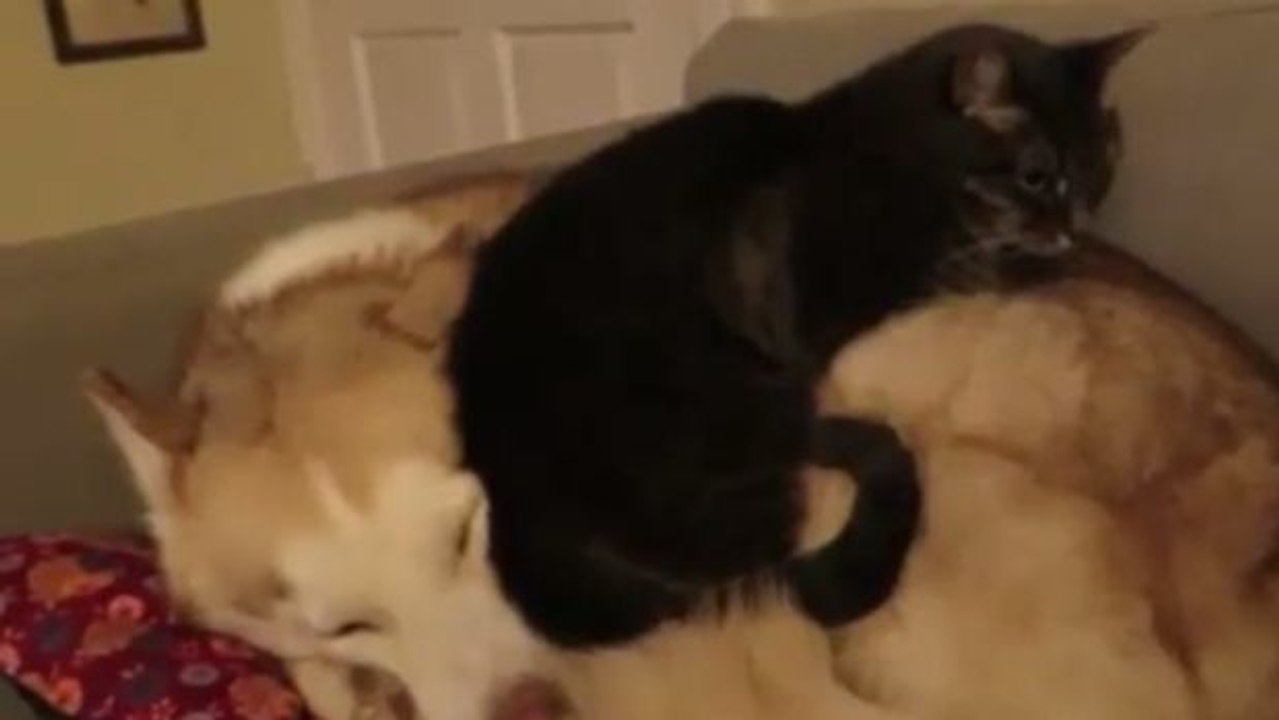 Diese Katze hat ein sehr originelles Kissen gefunden... aus echtem Hund!