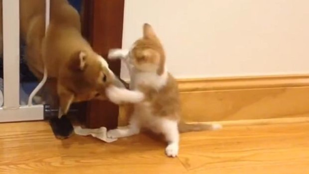 Wenn doch nur jeder Streit so süß wäre, wie dieser!