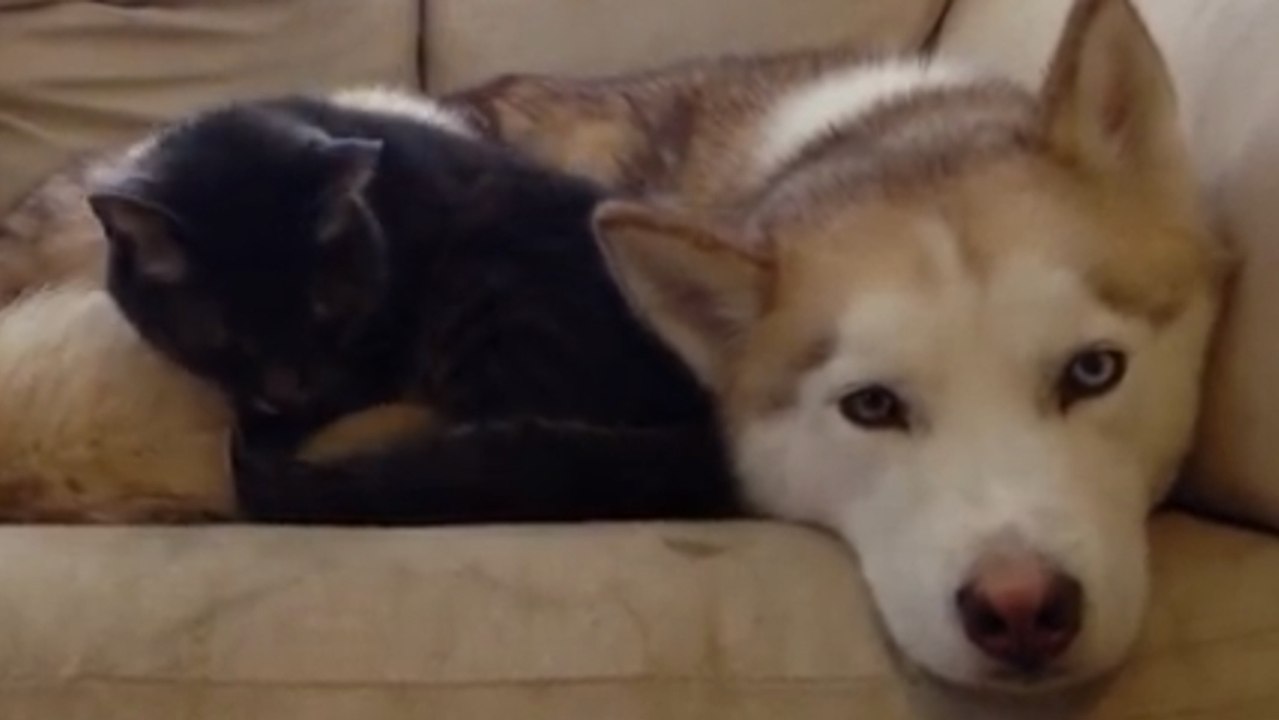 Kuscheliges kätzchen und husky beim mittagsschlaf.