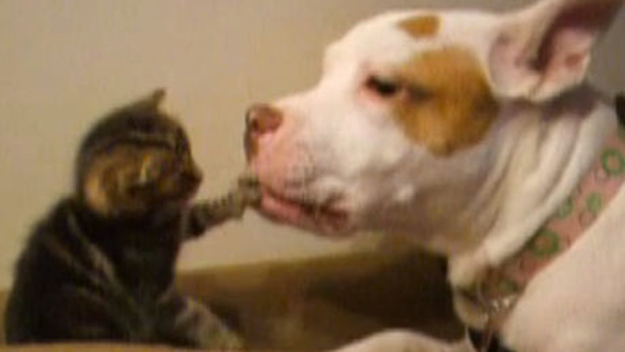 Ein Pitbull kümmert sich um eine Katze.