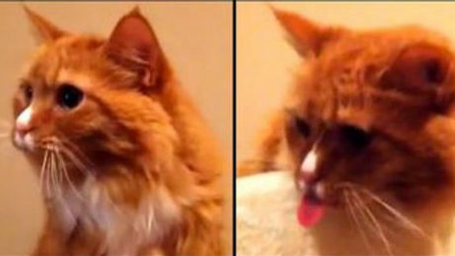 Diese Katze hat einen komischen Tick, als sie das Geräusch des Klebebandes hört. Sie kann einfach nicht anders.