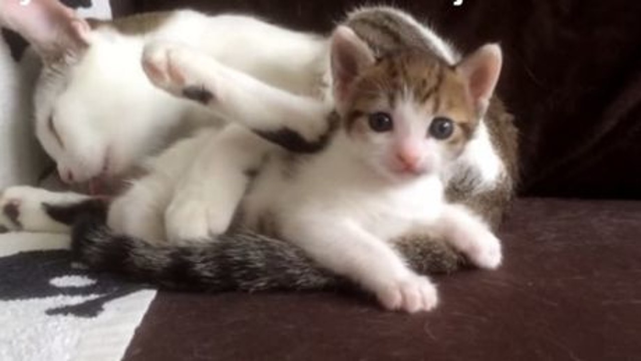 Dieses Kätzchen nimmt seine Mutter zum Vorbild, um groß zu werden.