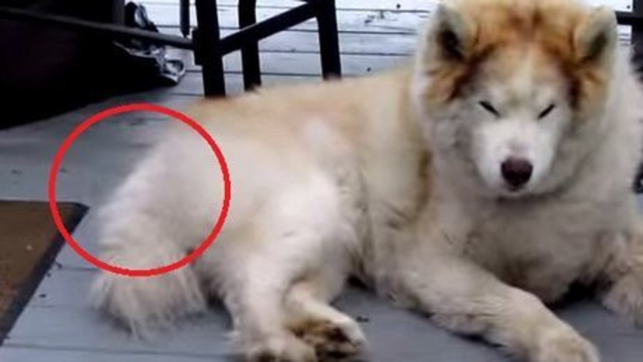 Ein Hund bekommt einen Überraschungsbesuch von einem kleinen Eindringling.