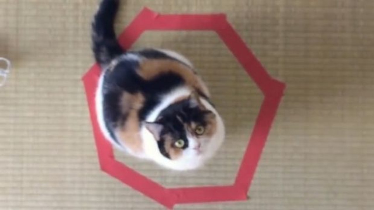 Wenn man einen Kreis auf dem Boden zieht, reagiert eine Katze immer auf die gleiche Weise. Ein Experiment zum Nachmachen!