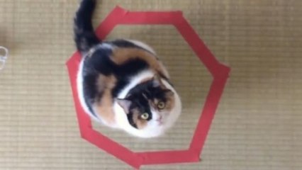 Wenn man einen Kreis auf dem Boden zieht, reagiert eine Katze immer auf die gleiche Weise. Ein Experiment zum Nachmachen!