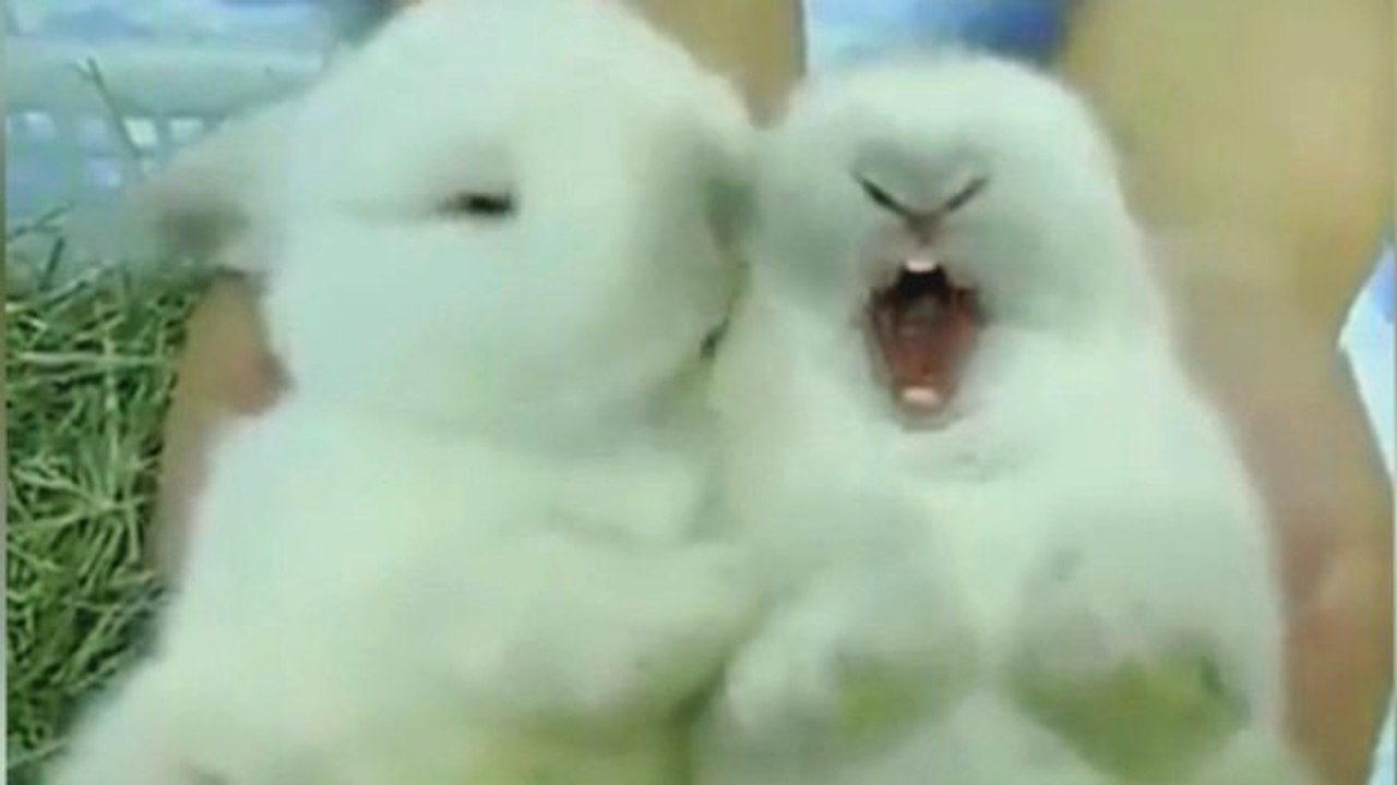 Diese kleinen Kaninchen können sich einfach nicht trennen. Sie werden dahinschmelzen.