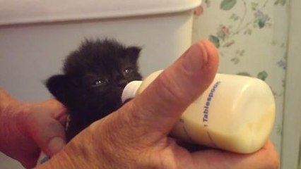 Dieses kleine Kätzchen ist allzu niedlich. Sie werden dahinschmelzen.