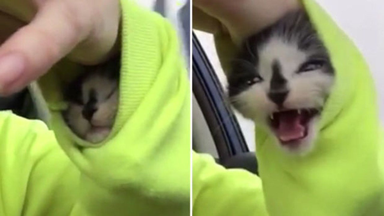 Ein Katzenbaby im Ärmel verhält sich einfach entzückend.