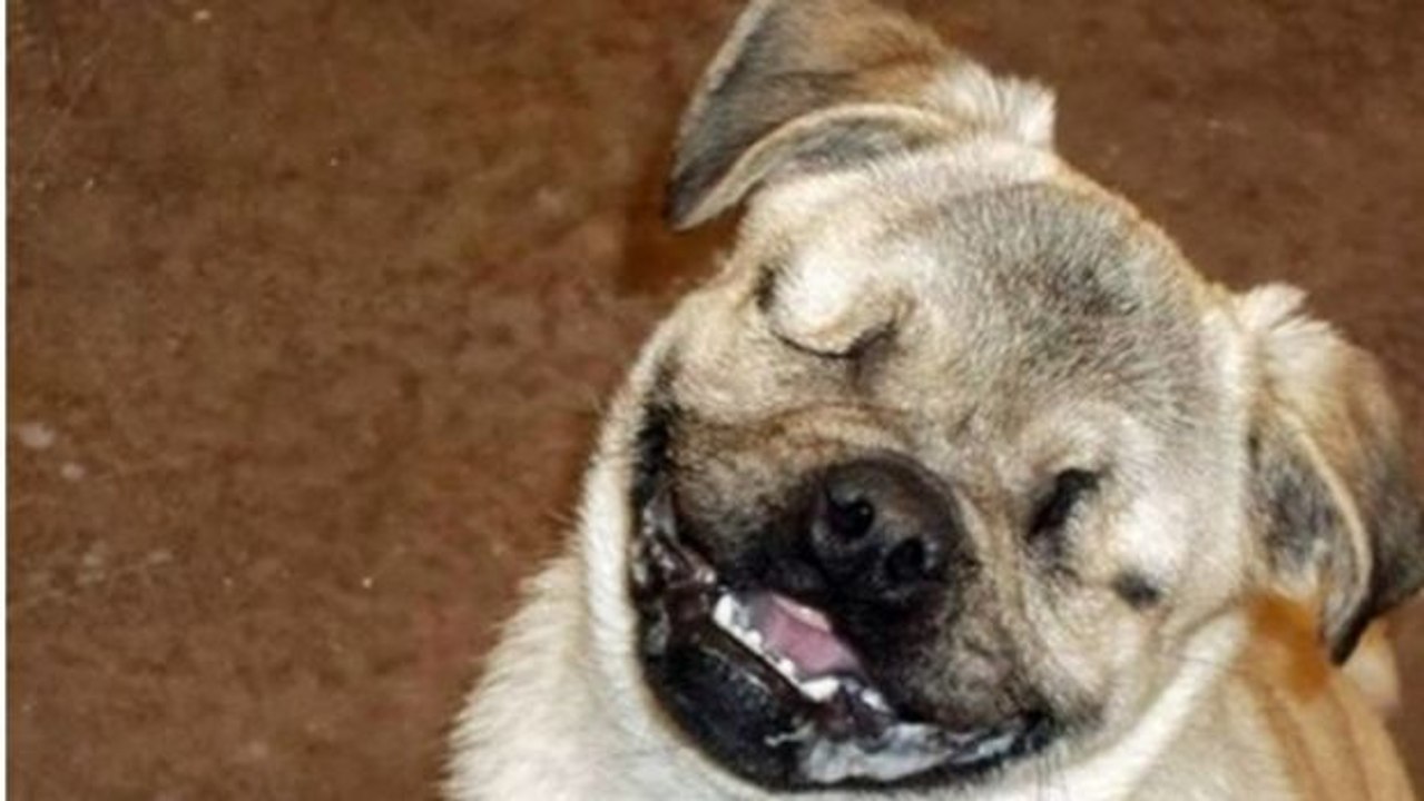 Xander, ein blinder Therapiehund, rettet nun das Leben anderer Menschen, nachdem er selber ausgesetzt wurde.