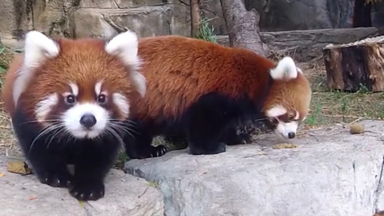 Die Reaktion dieses Roten Pandas ist einfach niedlich, als ihm klar wird, dass er gefilmt wird!