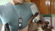 Diese Katze benimmt sich wie ein Menschenbaby. Sehen Sie sich dieses süße Video an!