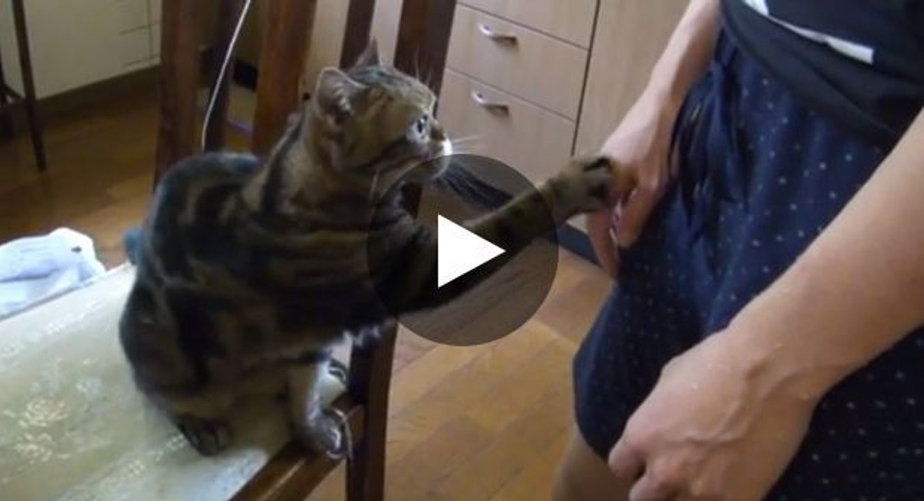 Diese Katze liebt Streicheleinheiten und zögert nicht, diese auch einzufordern.