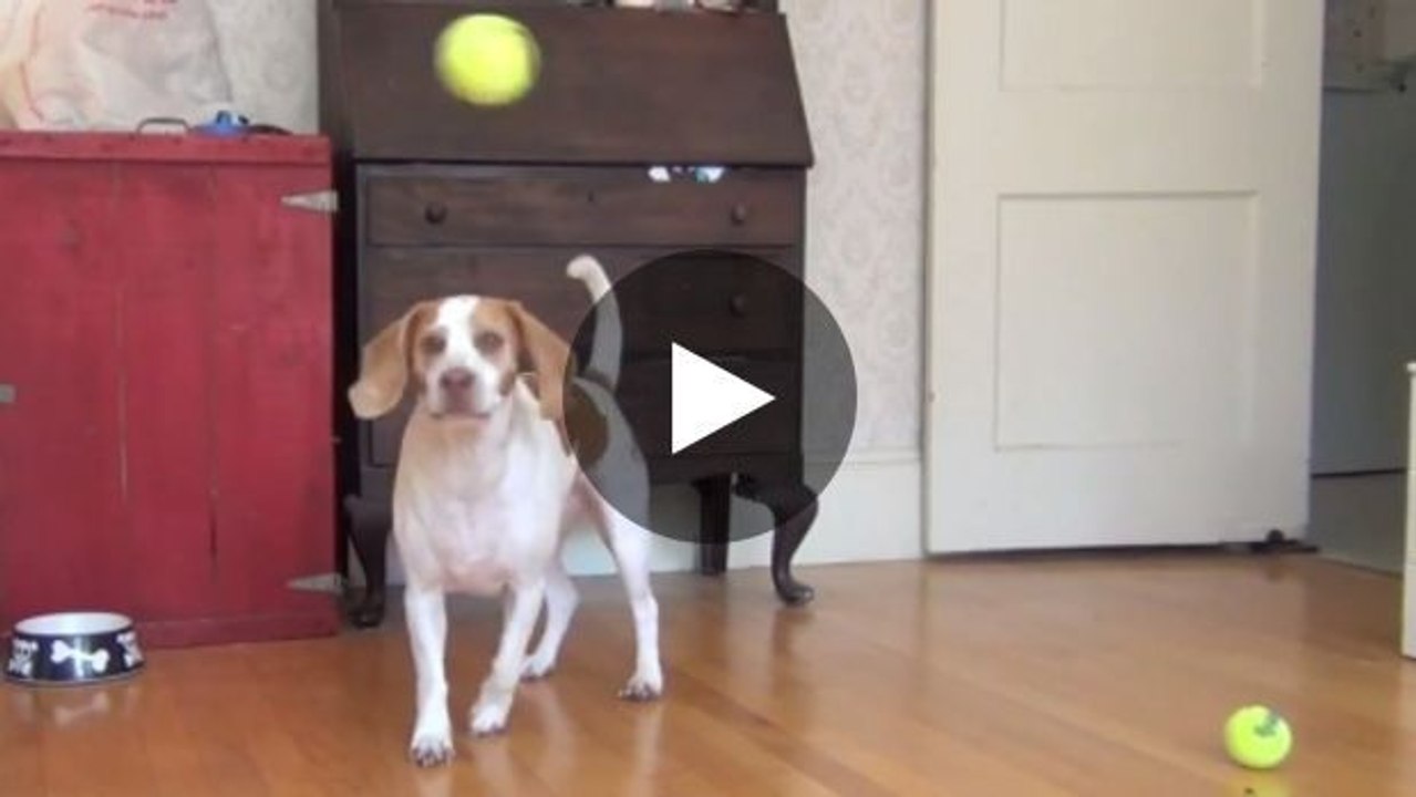 Dieser Hund wurde zu seinem Geburtstag so richtig verwöhnt. Sein Geschenk ist einfach unglaublich!