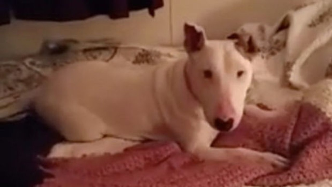 Zum ersten Mal auf Herrchens und Frauchens Bett!