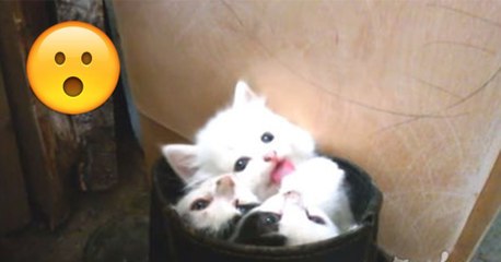 Kätzchen schlafen in einem Stiefel