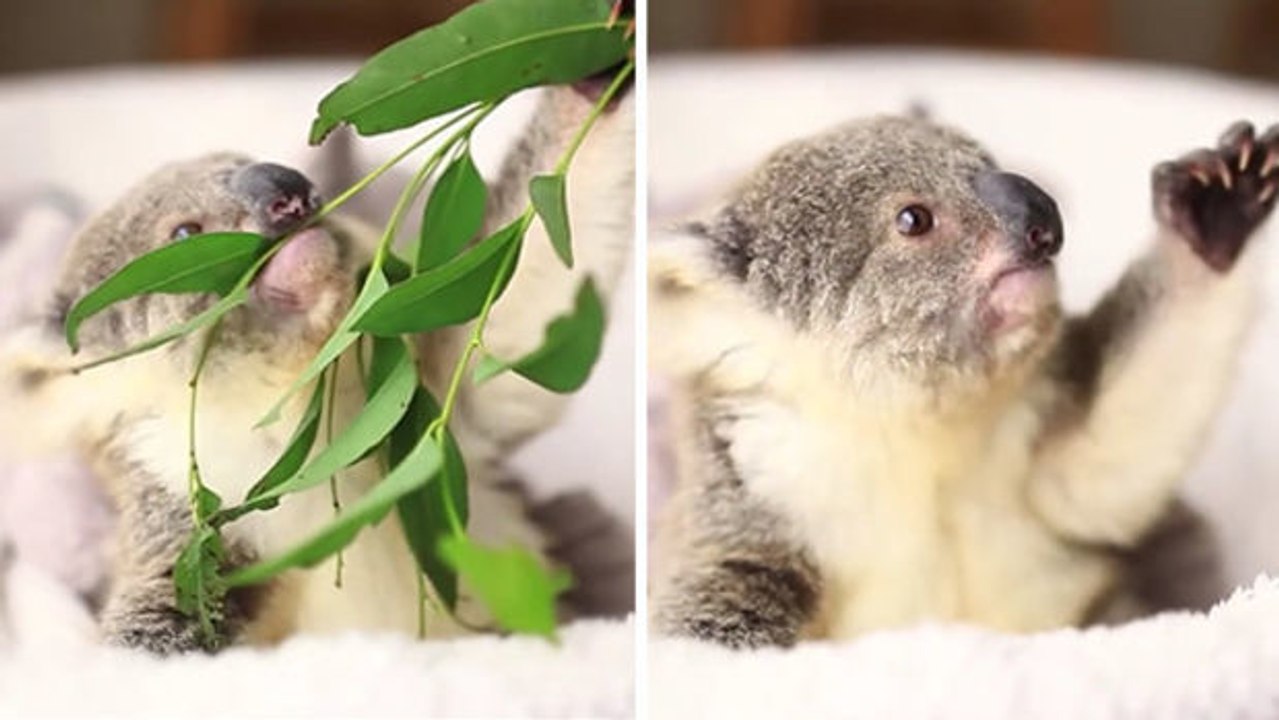 Ausdrucksvoll und allerliebst: ein zehn Monate alter Koala.