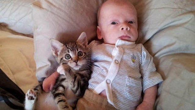 Diese Katze hat wirklich eine große Geduld. Sie werden es nicht glauben können.