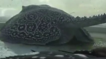 Fünf Rochenbabys erblicken vor unseren Augen das Licht der Welt... Ein einzigartiger Moment!