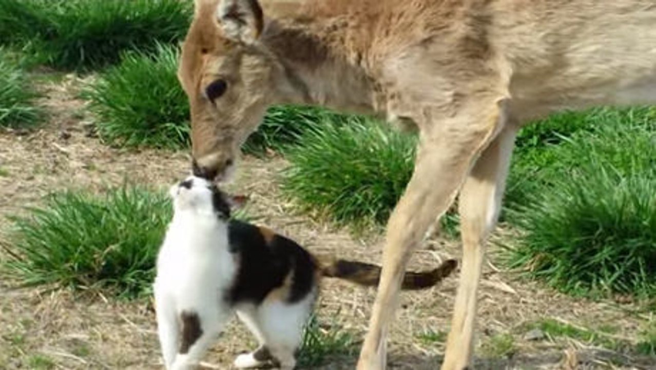 Die Freundschaft zwischen diesem Reh und dieser Katze ist wunderbar!