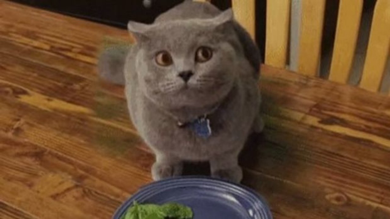 Diese Katze will nichts von Gemüse wissen.
