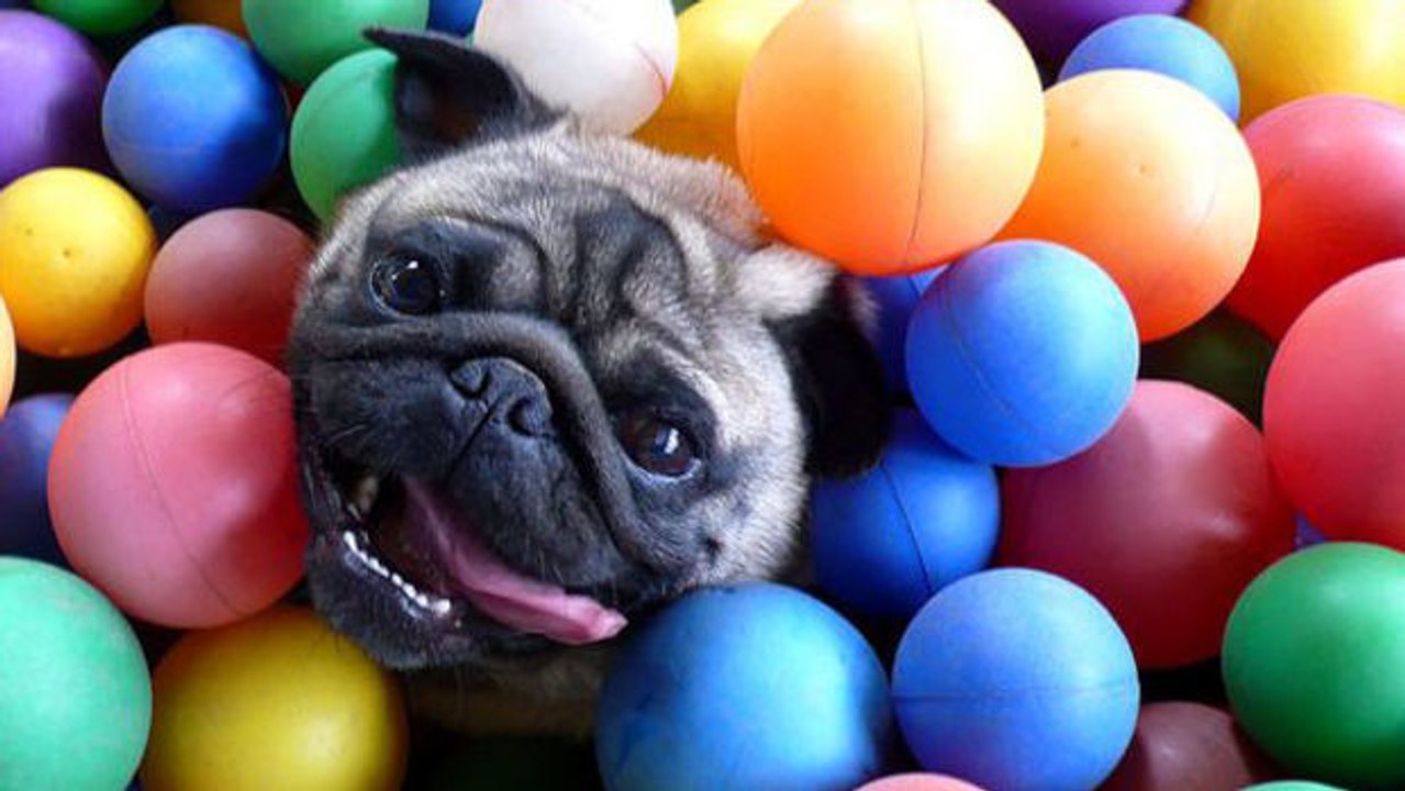 Einfach zu komisch, wie dieser Hund auf sein erstes Bällebad reagiert!