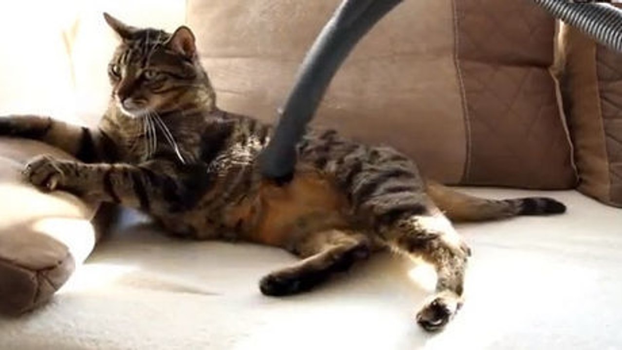 Diese Katzen lieben einen besonderen menschlichen Gegenstand.