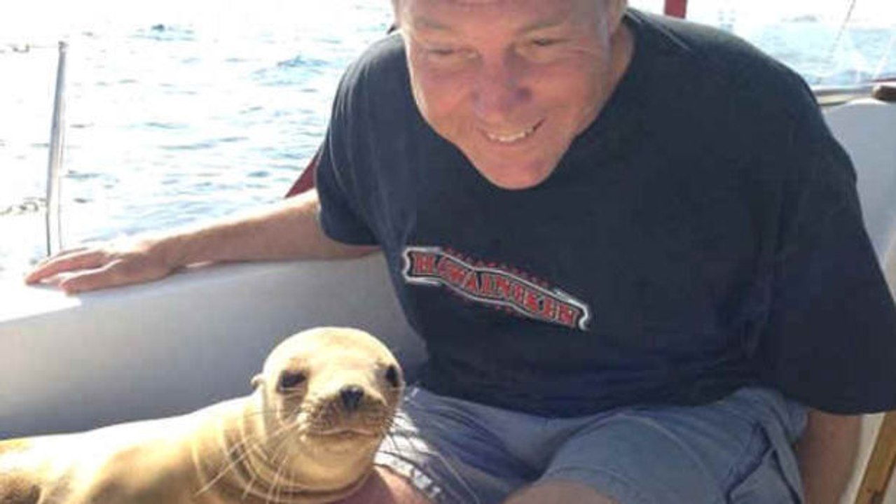 Ein Seelöwe zu Gast auf einem Boot und seine einmalige Reaktion.