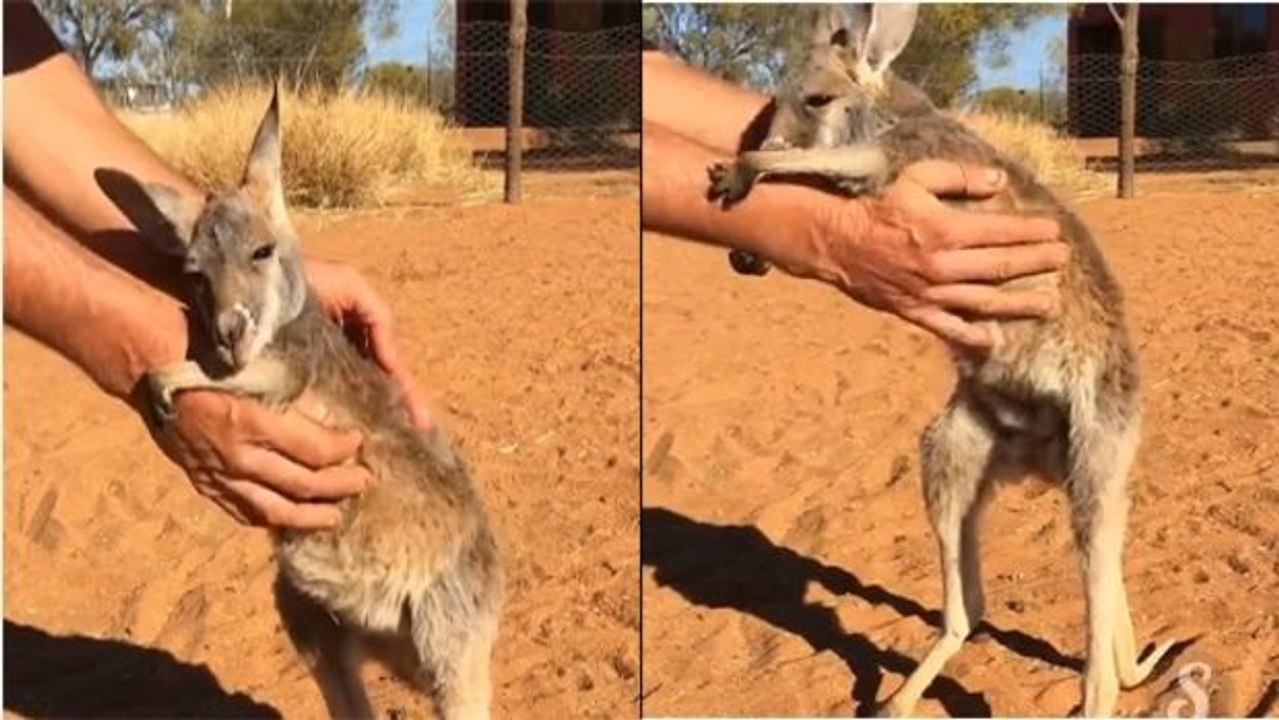 Verwaistes Känguru findet neue Familie.