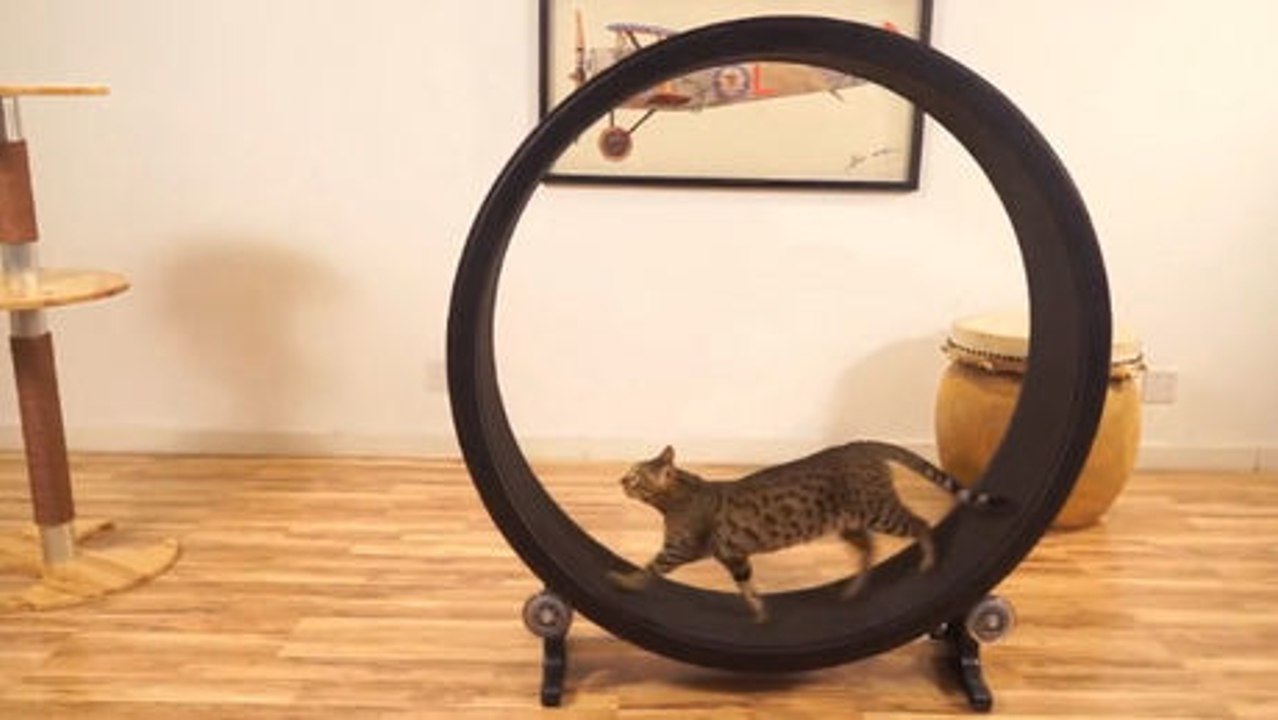 Sie haben ein einzigartiges Geschenk für ihre Katze entwickelt. Es ist hervorragend.