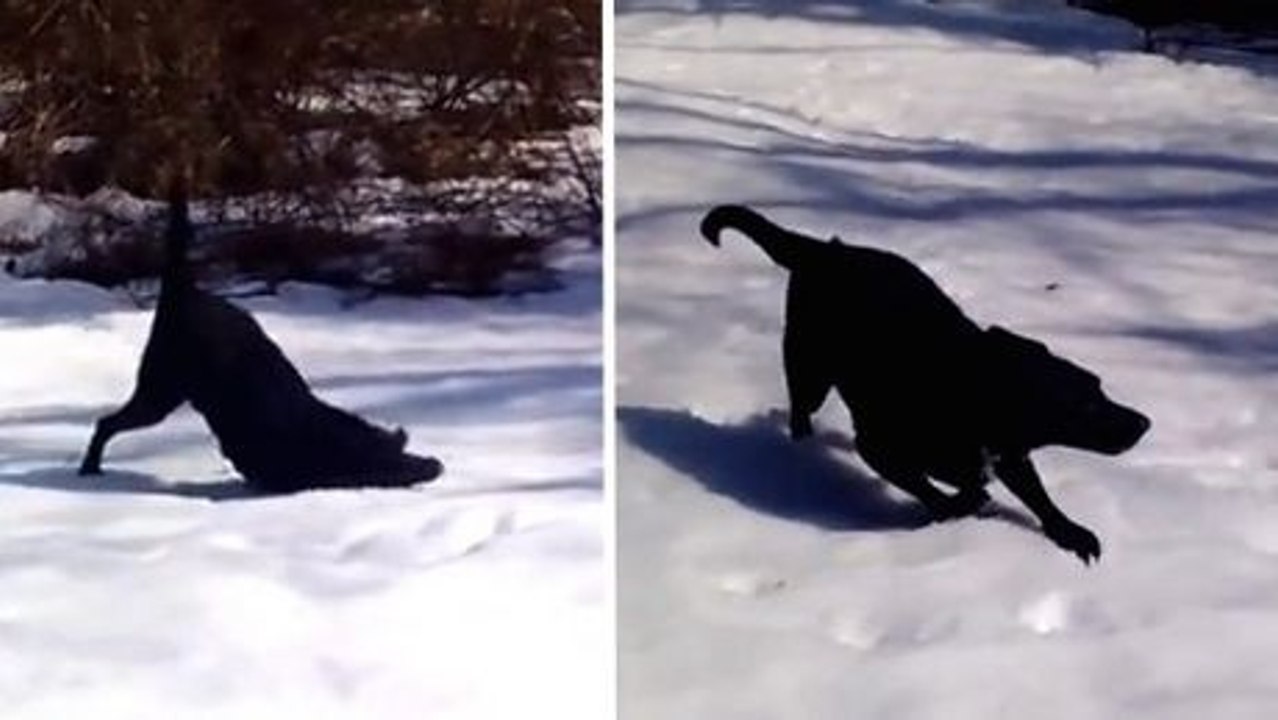 Dieser Hund hat gerade gesehen, dass es geschneit hat. Was er tut, ist toll.