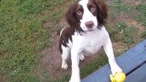 Dieser Hund ist blind... Sein Frauchen hat ihm beigebracht, „Hol den Ball“ zu spielen.