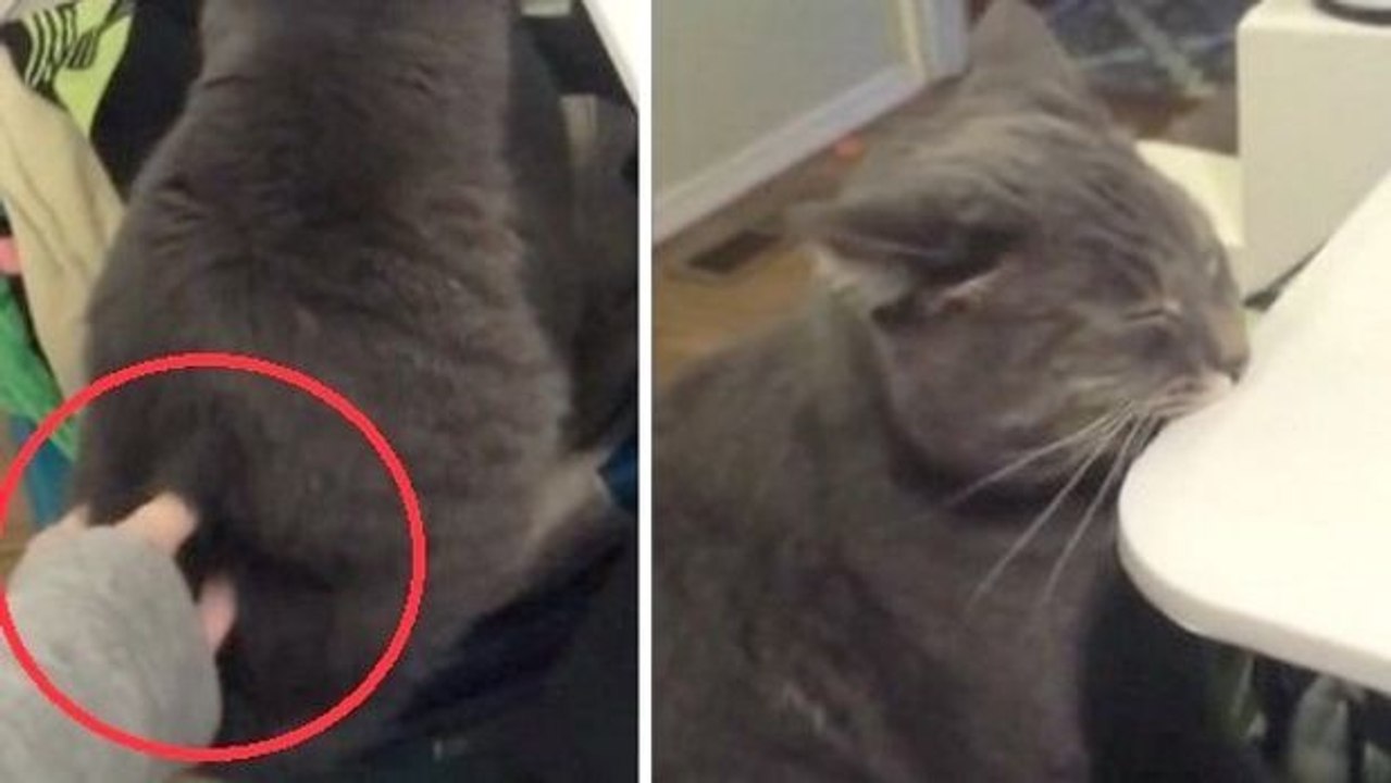 Wenn man diese Katze krault, reagiert sie auf urkomisch Weise.