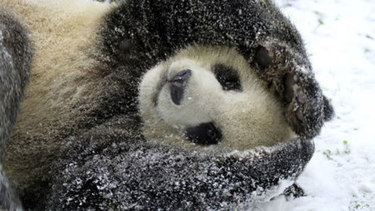 Dieser Panda entdeckt Schnee zum ersten Mal. Er ist niedlich.